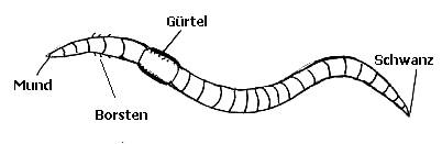 Äußere Erscheinung des Regenwurms