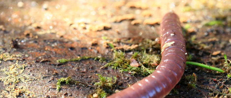 Headerbild vom Regenwurm-Ratgeber